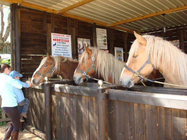 Horse riding, nearby at 2 miles from the apartment